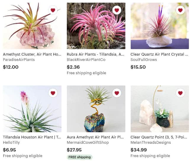 shop air plants on etsy